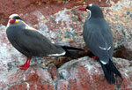 Incan Terns