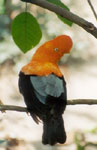 Andean Cock-of-the-Rocks