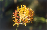 Orchid in Machu Picchu Peru