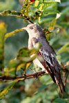 Pompadour Cotinga