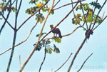 Harpy Eagle