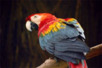 Scarlet Macaw