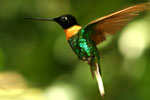 Gould's Inca
