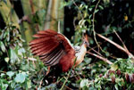 Hoatzin or Shansho